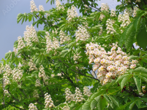 Horse chestnut flowers and foliage