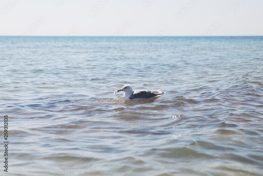 Naklejka premium Seagull is swimming in the sea.