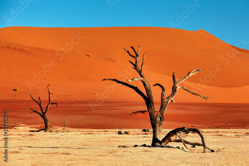 dry acacia tree in dead in Sossusvlei, Namibia