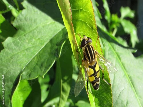 Insect on the leaf