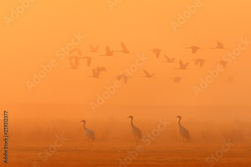 flying flock Common Crane, Hortobagy Hungary photo