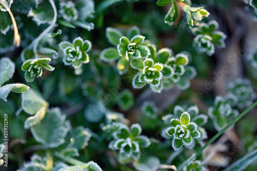 Frozen green grass © Laurentiu Iordache