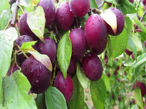 Plums on branch