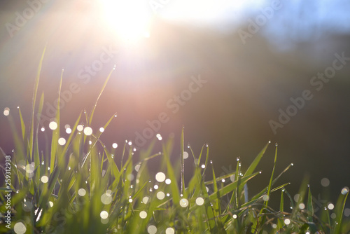 Fresh grass on field with dew drops