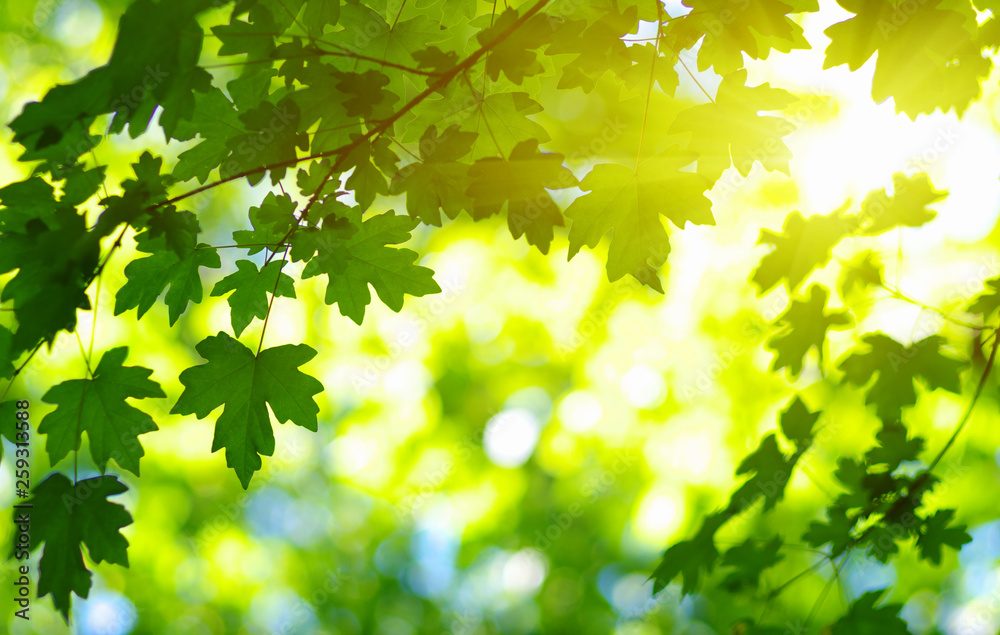 Green leaves on the sun. Green leaves on the sun.