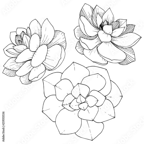 Vector Succulents floral botanical flower. Black and white engraved ink art. Isolated succulents illustration element.
