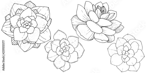 Vector Succulents floral botanical flower. Black and white engraved ink art. Isolated succulents illustration element.