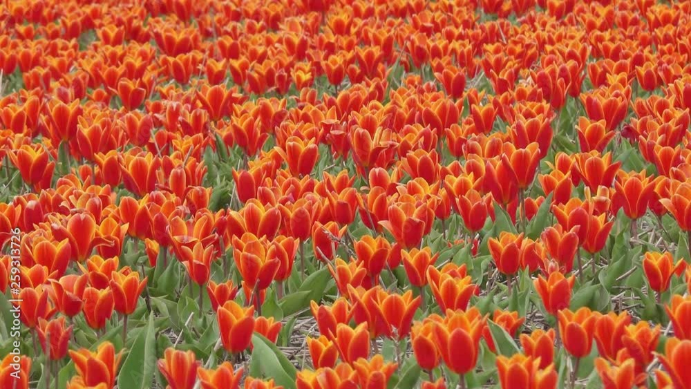 Field with colorful tulips in spring Field with colorful tulips in spring
