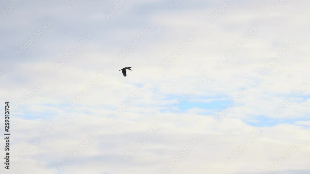 Big black cormorant flying against the cloudy sky. Phalacrocorax carbo Big black cormorant flying against the cloudy sky. Phalacrocorax carbo