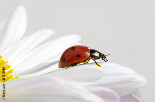 Ladybug on chamomiles