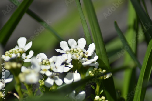 Immergr  ne Schleifenblume  Iberis sempervirens 