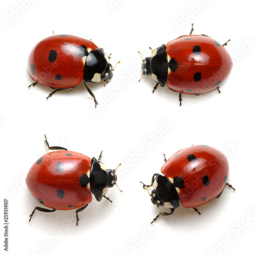 Collection of ladybugs