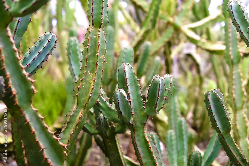 Green prickly plants from the rainforests of the Euphorbia family Green prickly plants from the rainforests of the Euphorbia family