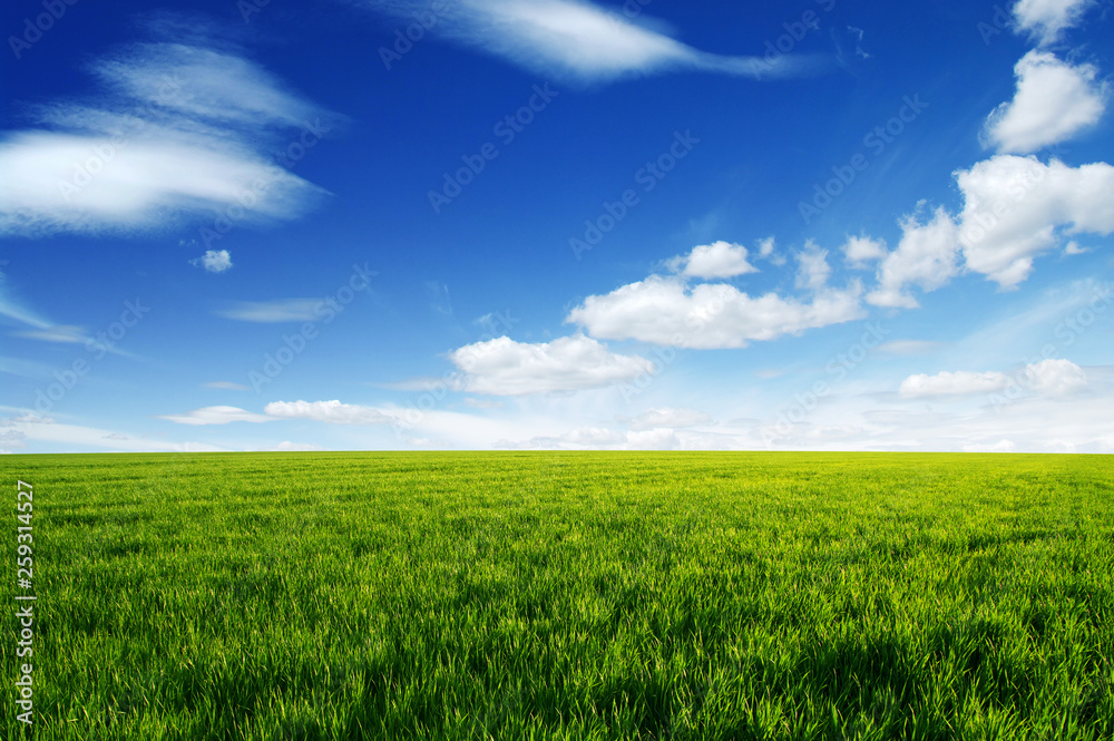 Field and blue sky with white clouds Field and blue sky with white clouds