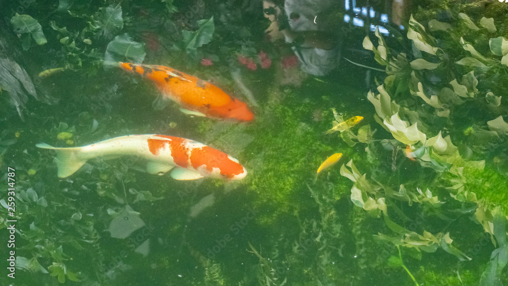 2 koi fish in the water 2 koi fish in the water