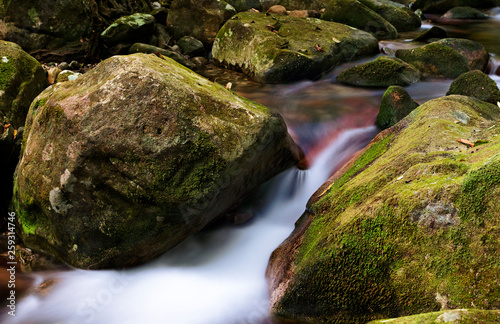 A small creek flows among mossy rocks in the jungle. Daintree National Park, Far North Queensland, Australia. - Image