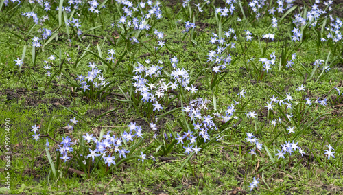 Spring flowers background image © simonXT2