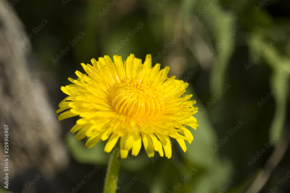 Yellow Dandelion In The Grass Green Meadow . close up Yellow Dandelion In The Grass Green Meadow . close up