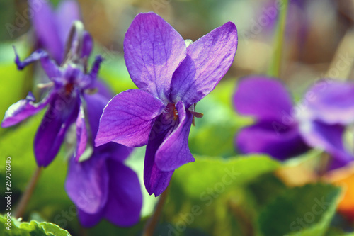 Primo piano del fiore di viola