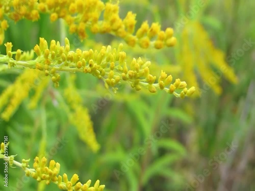 Field of yellow flowers