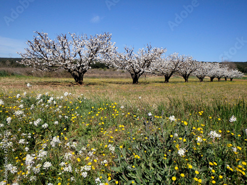 Wallpaper Mural abricotiers en fleur Torontodigital.ca