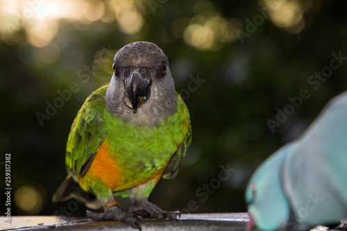 Brown-headed Parrot (Poicephalus cryptoxanthus) facing the camera full length eating seeds outdoors. Green bird with yellow belly and grey brown head. photo