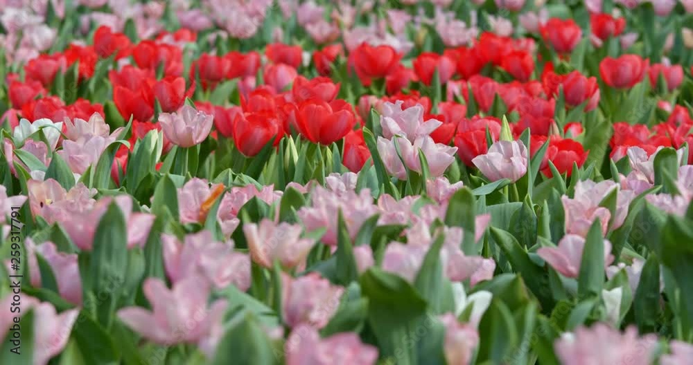 Tulip flower garden Tulip flower garden