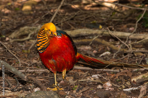 Golden Pheasant foraging full length standing on the ground facing the camera. Bird with yellow gold head and copper belly feathers and long tail. photo