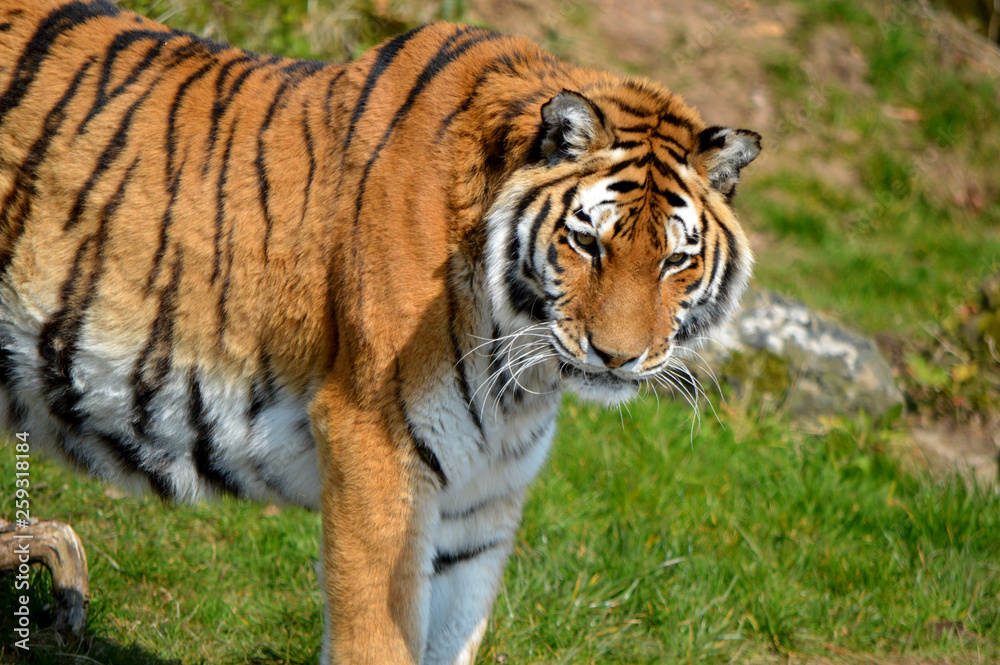 tiger in zoo tiger in zoo