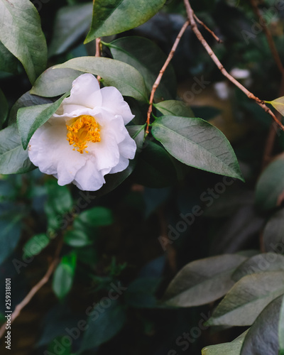 White camellia flower over dark green leaves photo