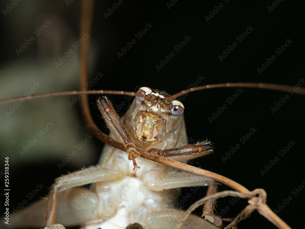 Macro Photo of Grasshopper is Climbing on a Branch Macro Photo of Grasshopper is Climbing on a Branch
