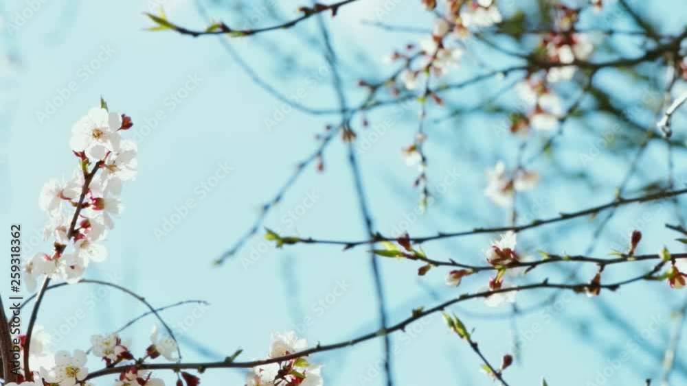 Beautiful spring nature background. Closeup view of branches of fruit tree with white flowers isolated on blue sky. Real time full hd video footage. Beautiful spring nature background. Closeup view of branches of fruit tree with white flowers isolated on blue sky. Real time full hd video footage.
