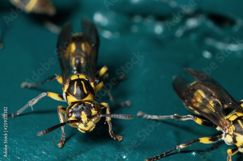 Macro Photo of Wasp on Blue Green Metal Material © backiris