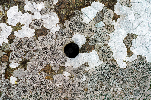 Lichen on a rock photo