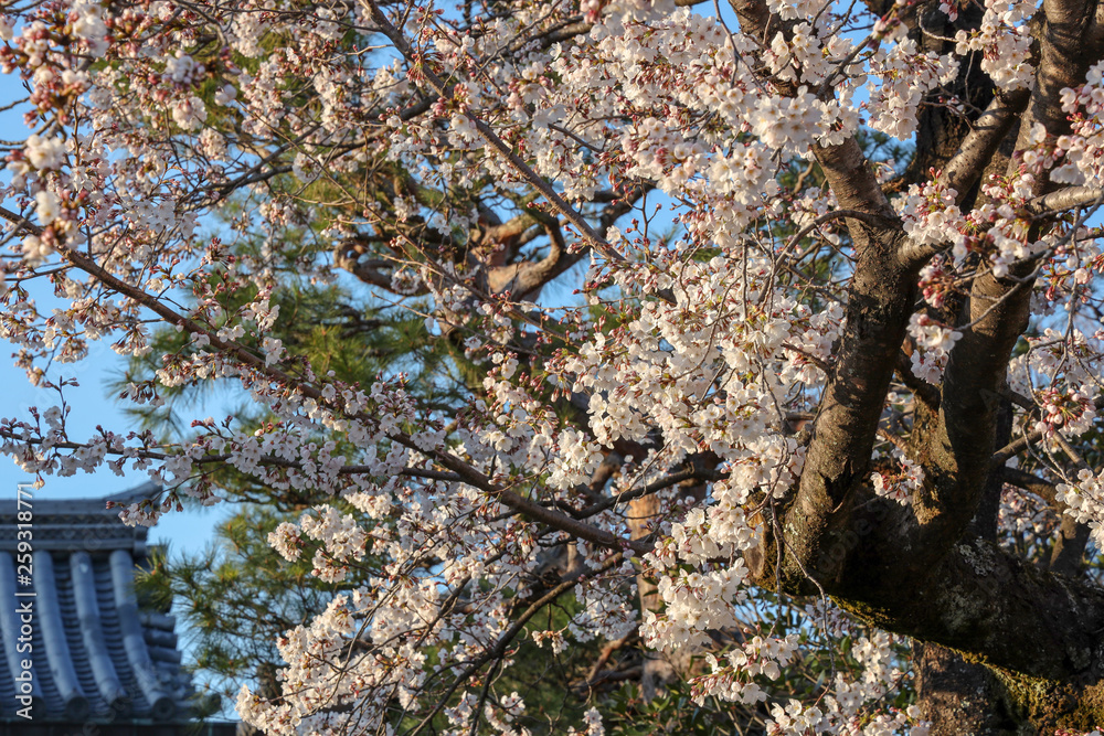 京都ぶらり、西向寺あたりで夕方の桜