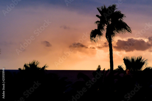 Palm tree sunset