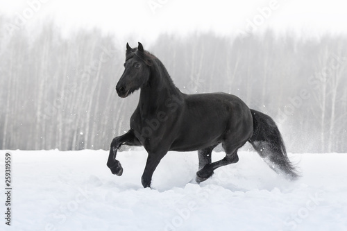 Black friesian horse running gallop on the snow-covered field in the winter background