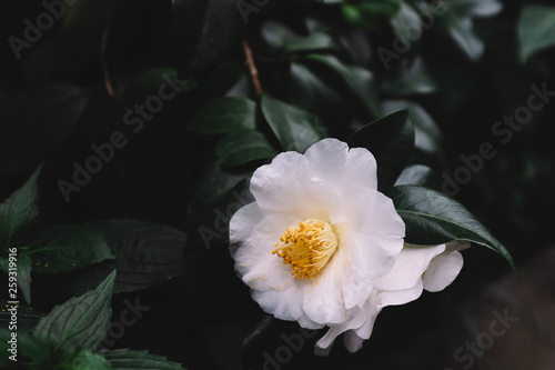 White camellia flower over dark green leaves