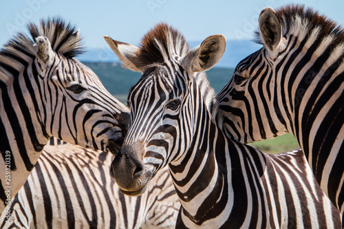 Plains Zebra (Equus quagga) animals standing with their faces close together close up portrait of three animals.