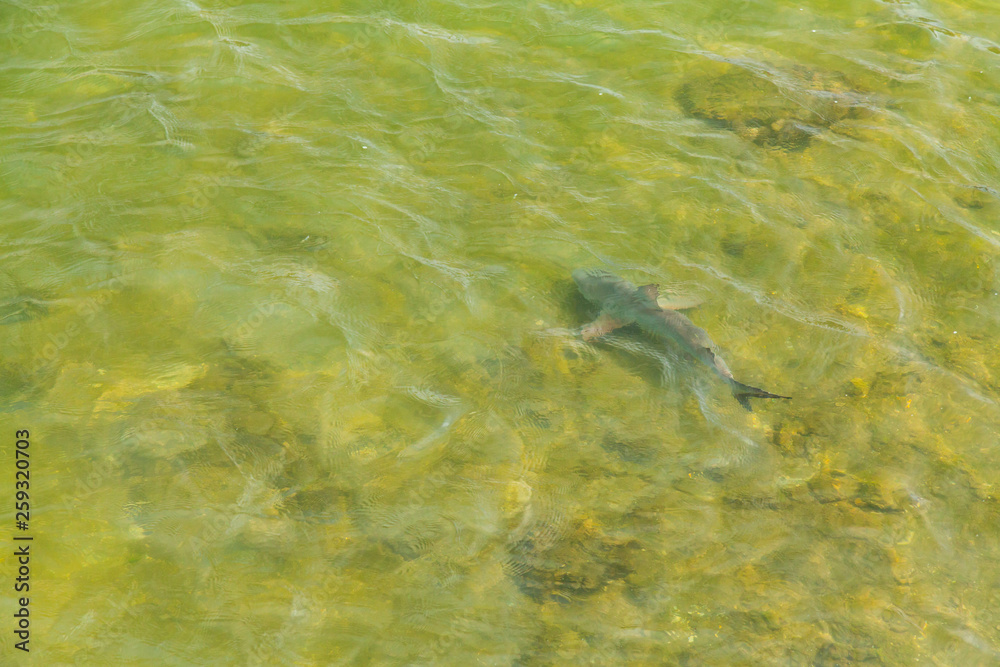 Shark, Everglades National Park, FLORIDA, USA, AMERICA