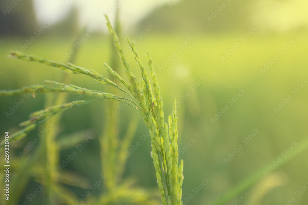 Fototapeta premium close up rice plants yield in the paddy green field is beautiful at sunset select focus