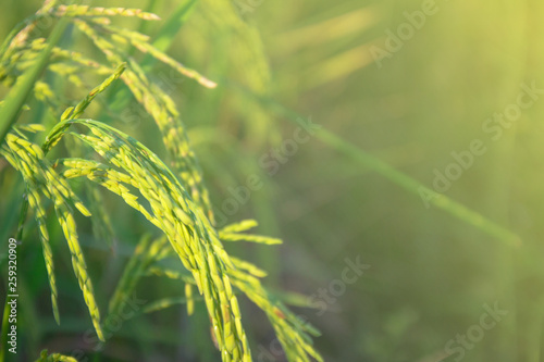 close up rice plants yield in the paddy green field is beautiful at sunset select focus