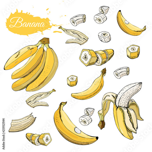 Color set of  yellow bananas. Whole and sliced elemets isolated on white background. Hand drawn sketch.