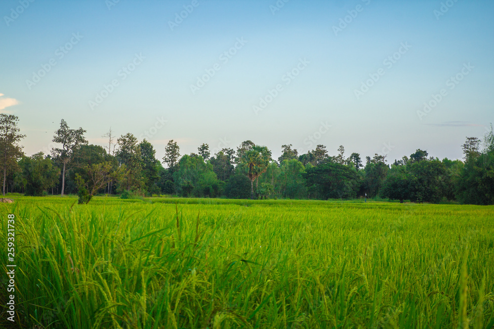 rice plants yield in the paddy green field is beautiful at sunset