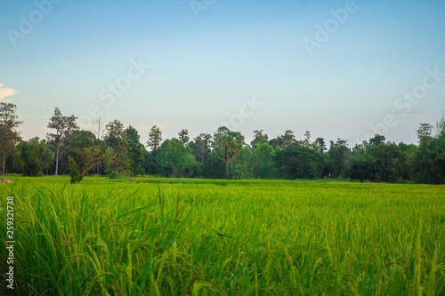 rice plants yield in the paddy green field is beautiful at sunset