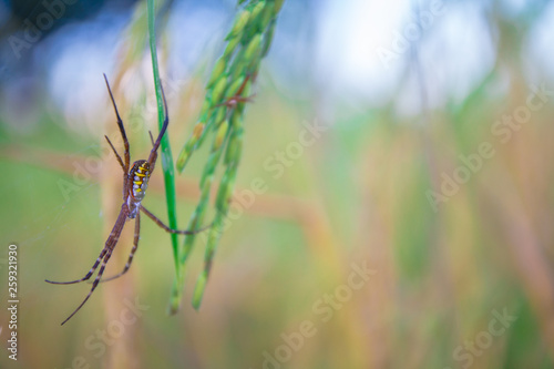 close up Spider on leaf of rice and green background at sunset select focus © nuttapon