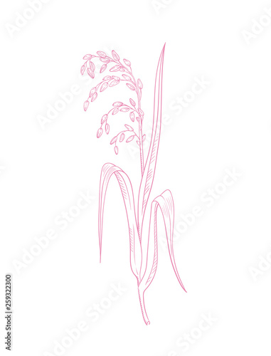 Rice herb vector pink outline © S E P A R I S A