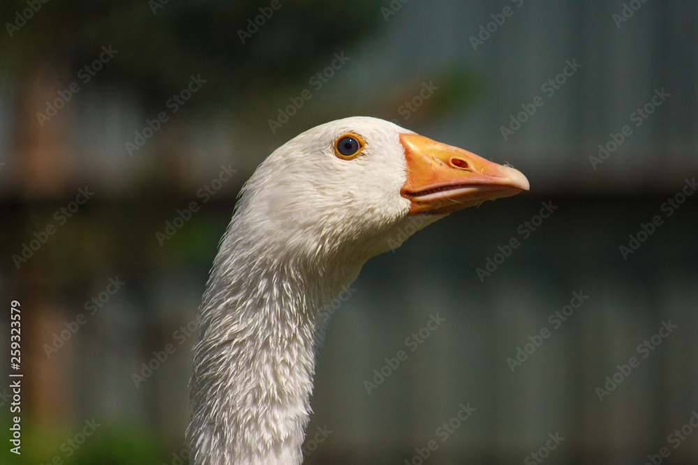 Close-up the head of white goose. Close-up the head of white goose.