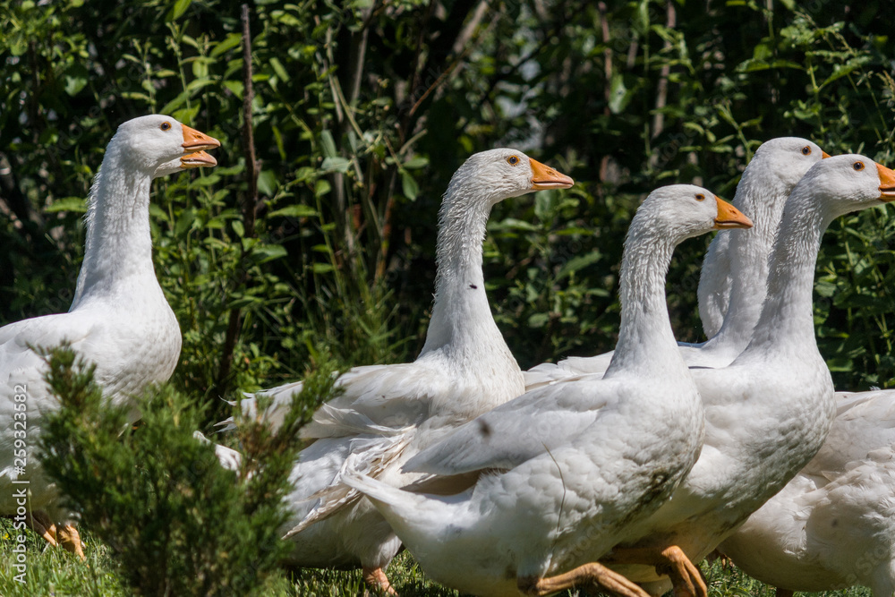 Geese graze on traditional village goose farm. Many geese walking in field of green grass. Geese graze on traditional village goose farm. Many geese walking in field of green grass.
