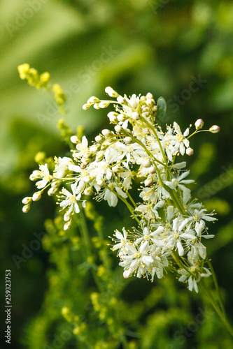 Blooming flower close-up on field. Filipendula ulmaria, commonly known as meadowsweet or mead wort, is a perennial herb in the family Rosaceae that grows in damp meadows.